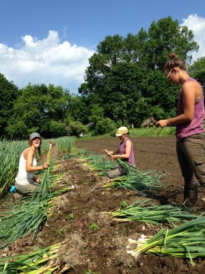 Anna, Erinn, Janelle, and the early season garlic. 