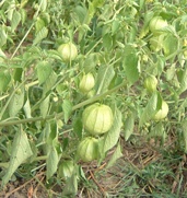 tomatillos