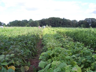 rows of beans