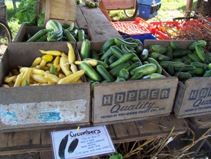 cukes and squash