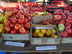 Tomatoes at pickup