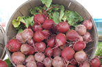 beets at pickup