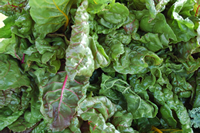 Red chard