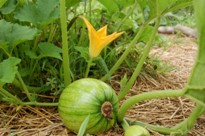 Pumpkin from the Childrens Garden