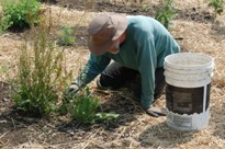 Jim Dailey weeding perennials