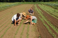 weeding the fall carrots