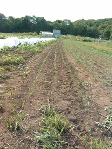 Weeding always weeding