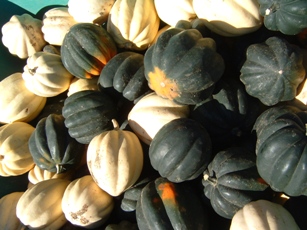 acorn squash a-go-go