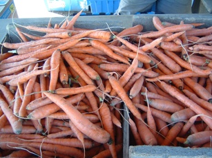 covey of carrots