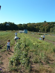 picking beans