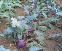 kohlrabi