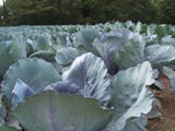enormous cabbage take over waltham