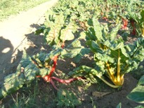 swiss chard