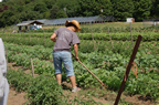 weeding at the farm