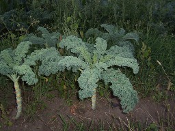 kale looking like a tree
