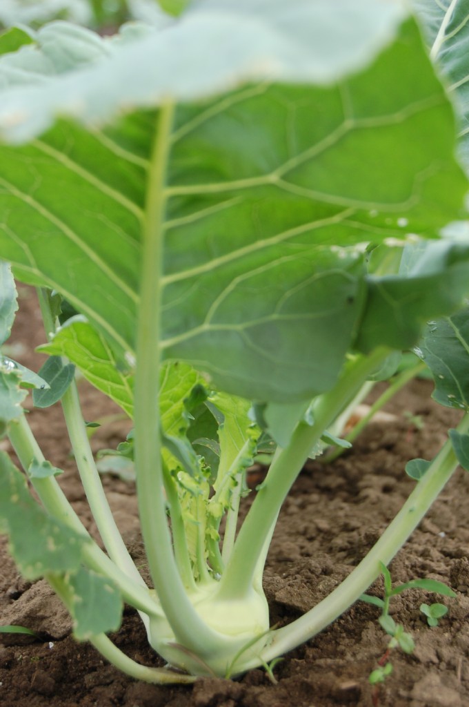 kohlrabi