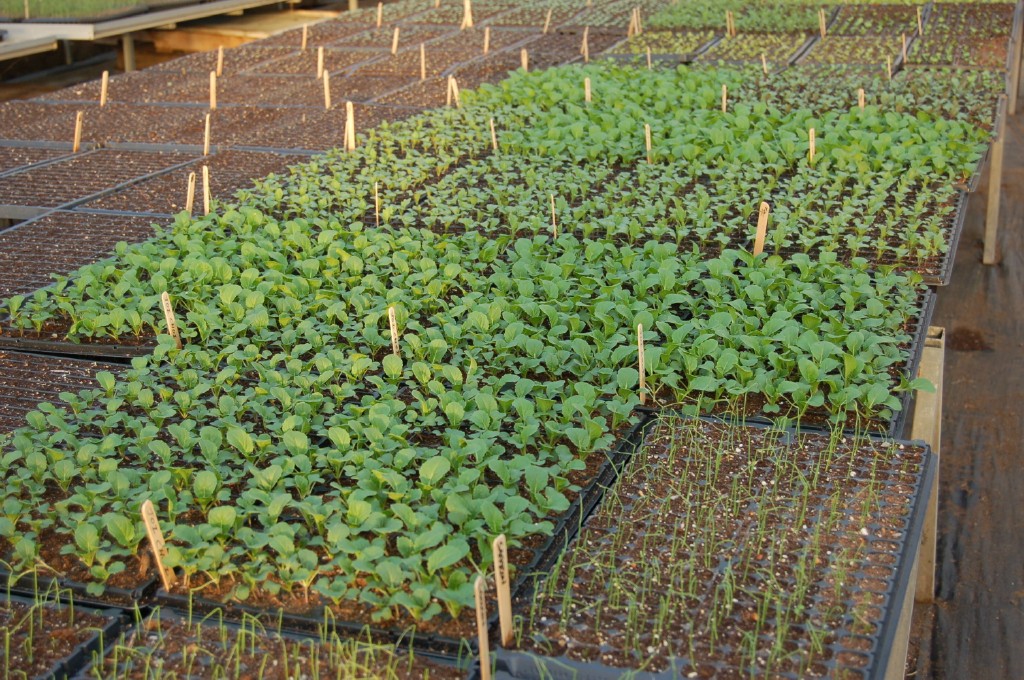 April seedlings at the farm