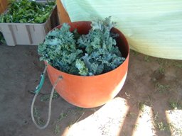 kale in shed
