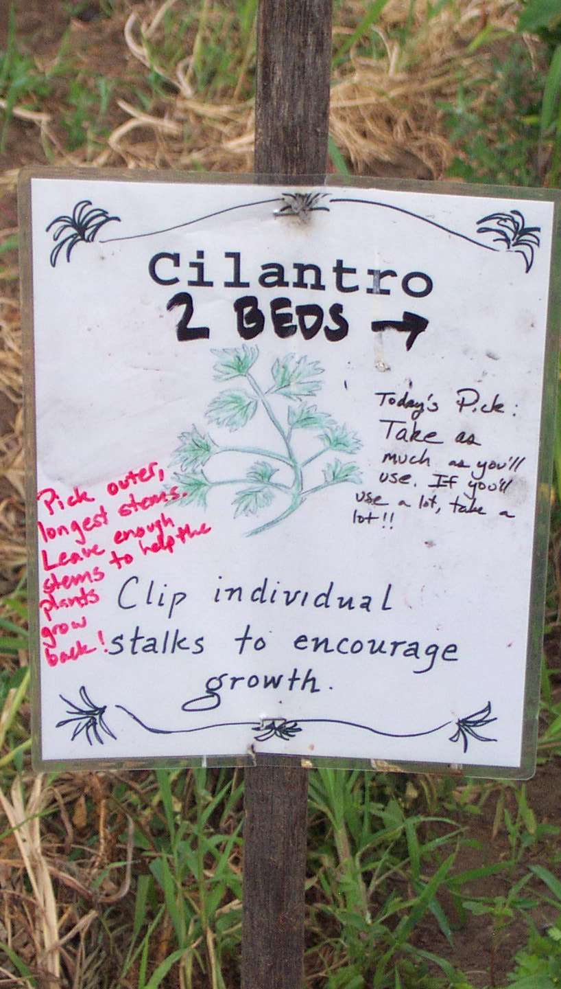 cilantro sign