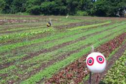 tomatoes under plastic