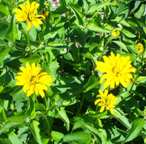 pick your own flowers